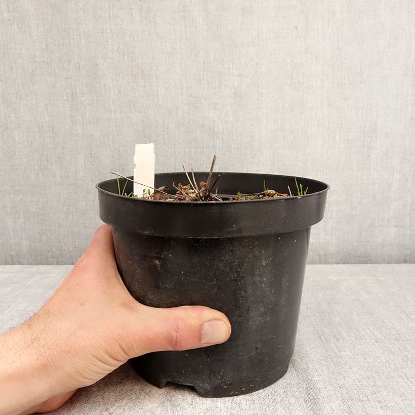 Anemone leveillei 2L/3L pot sample as delivered in spring