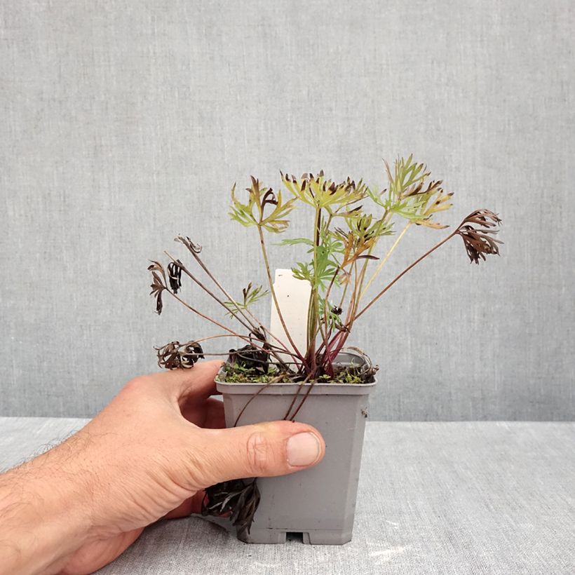 Anemone multifida Rosea 8/9 cm pot sample as delivered in autumn