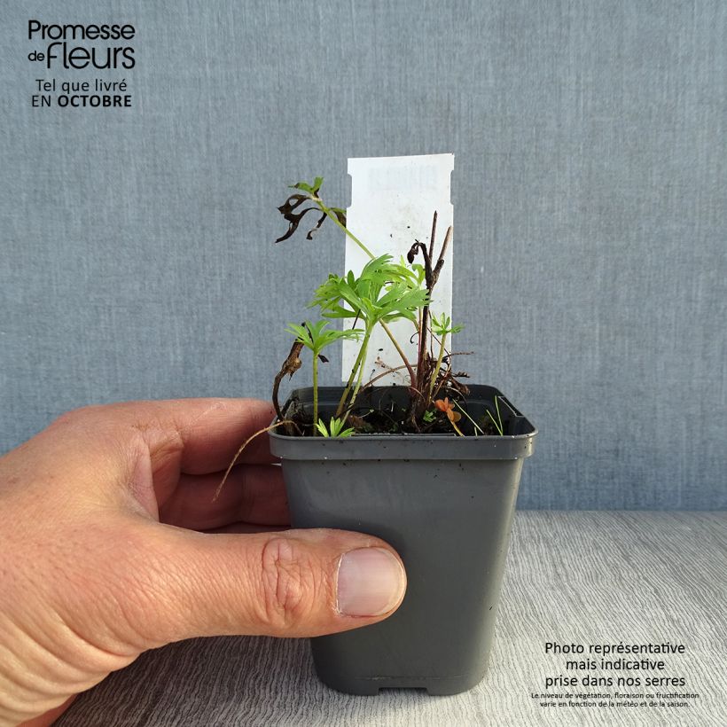 Anemone multifida Rubra 8/9 cm pot sample as delivered in autumn