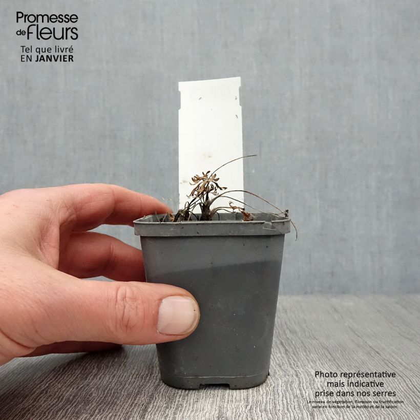 Anemone multifida Rubra 8/9 cm pot sample as delivered in winter