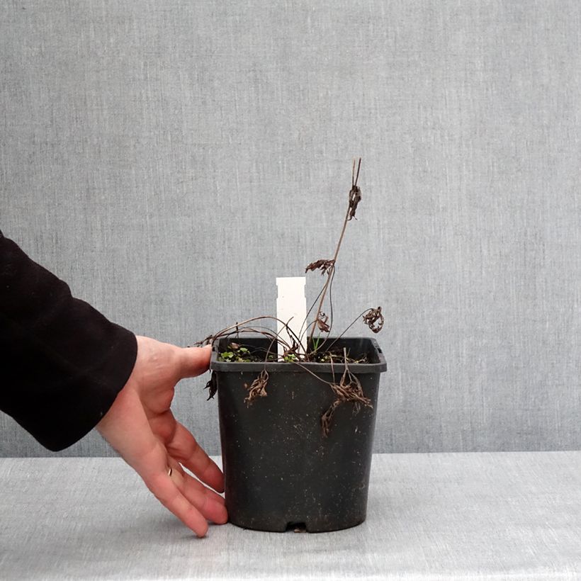 Anemone multifida Rubra 2L/3L pot sample as delivered in winter