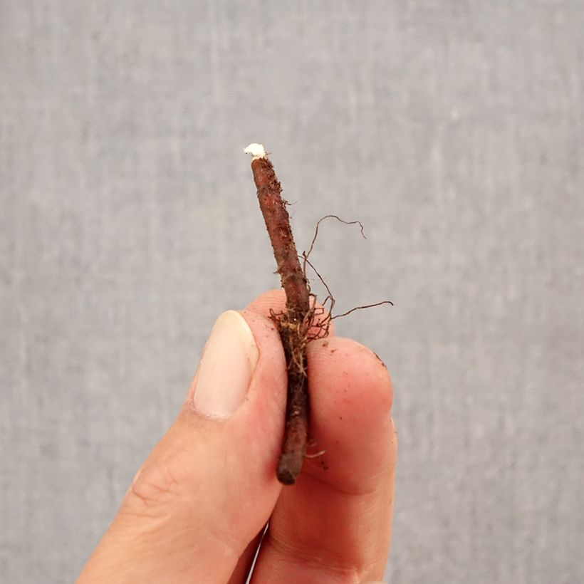 Anemone nemorosa Bulb size I sample as delivered in autumn