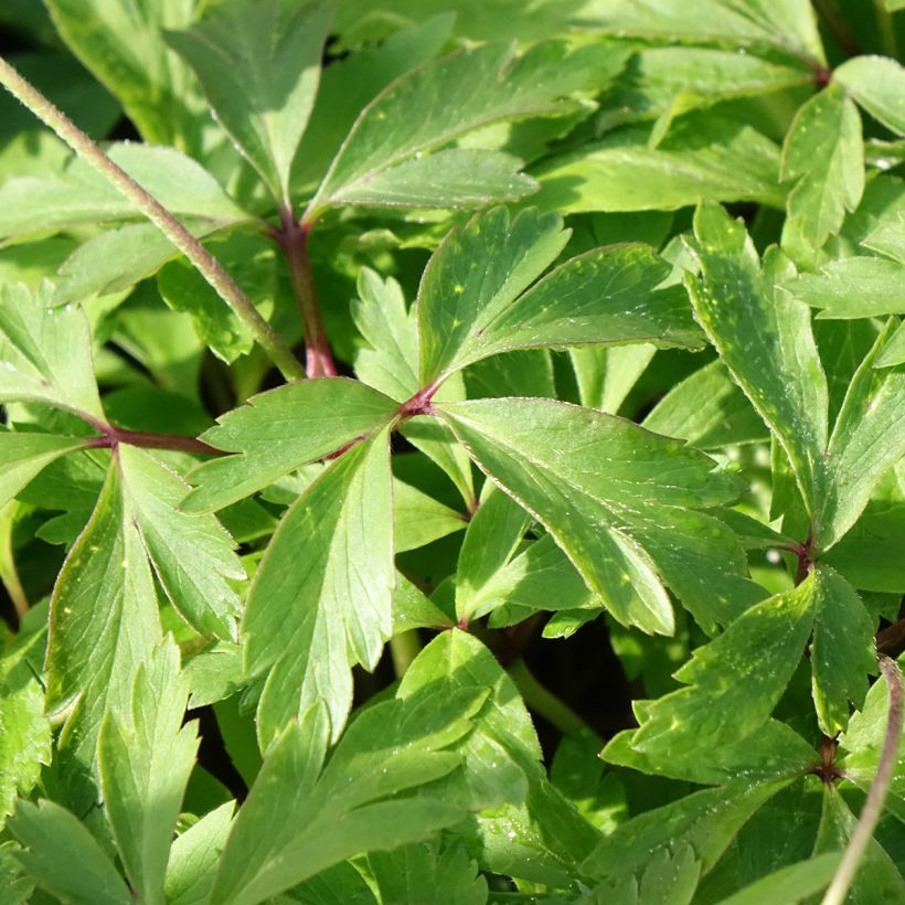 Anemone nemorosa Blue Eyes (Foliage)