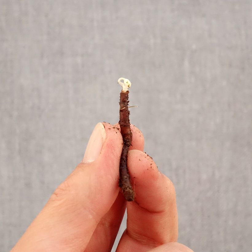 Anemone nemorosa Bracteata Plena Bulb size I sample as delivered in autumn