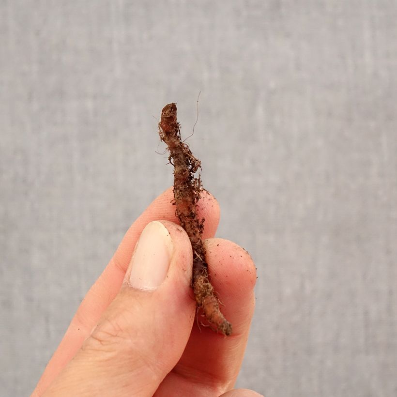 Anemone nemorosa Green Fingers Bulb size I sample as delivered in autumn