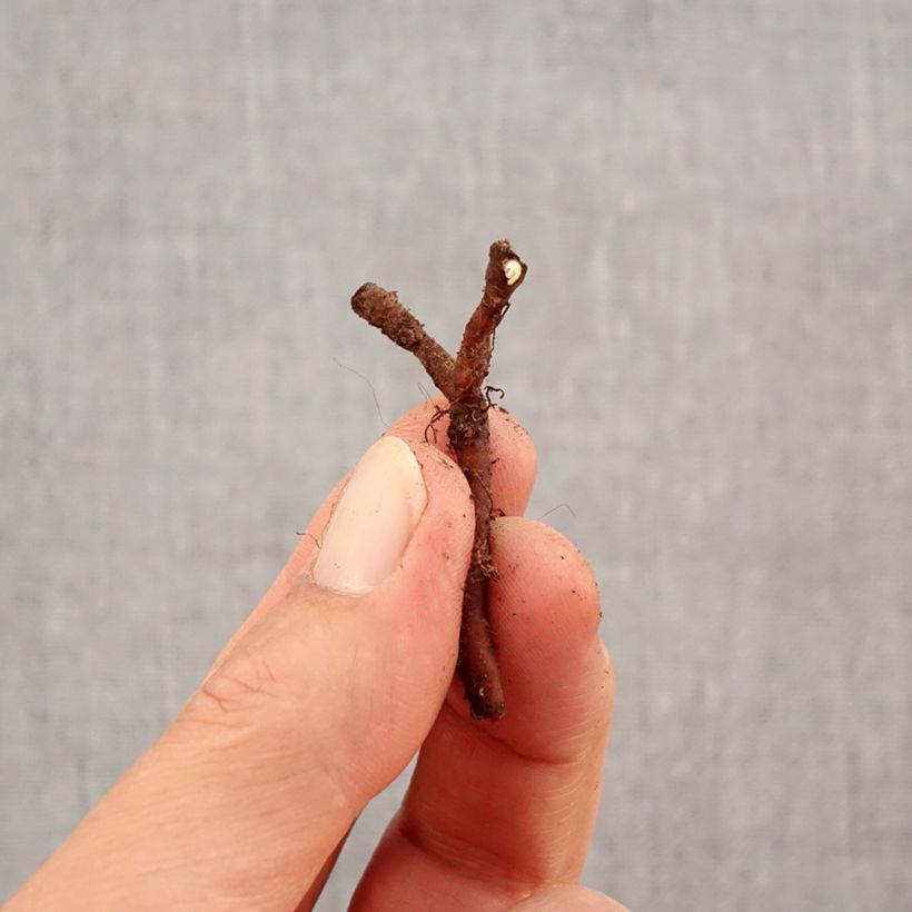 Anemone nemorosa Lucia Bulb size I sample as delivered in autumn