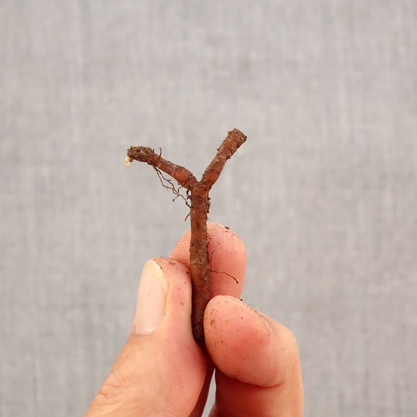 Anemone nemorosa Marie-Rose Bulb size I sample as delivered in autumn