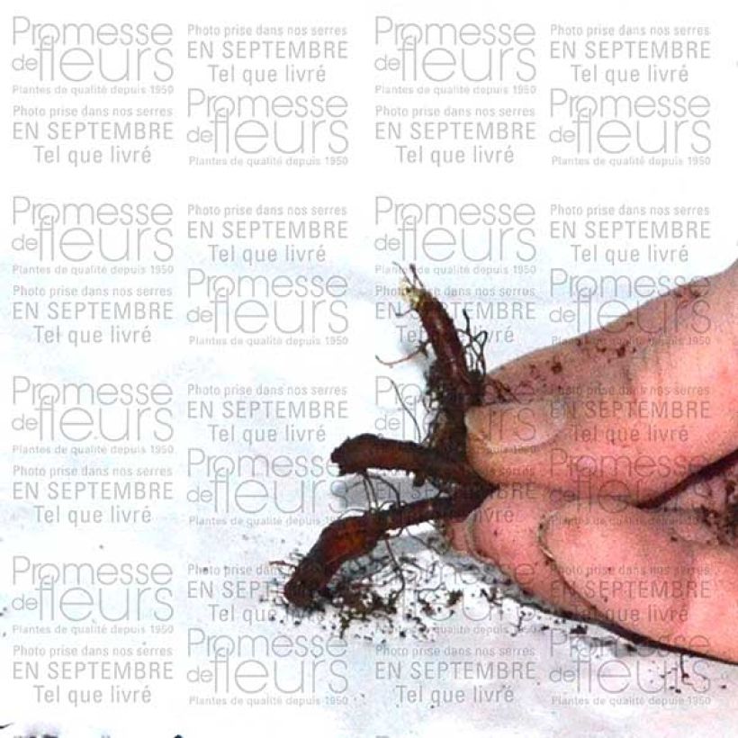 Example of Anemone nemorosa Vestal Bulb size I specimen as delivered