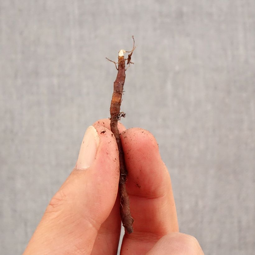 Anemone nemorosa Vestal Bulb size I sample as delivered in autumn