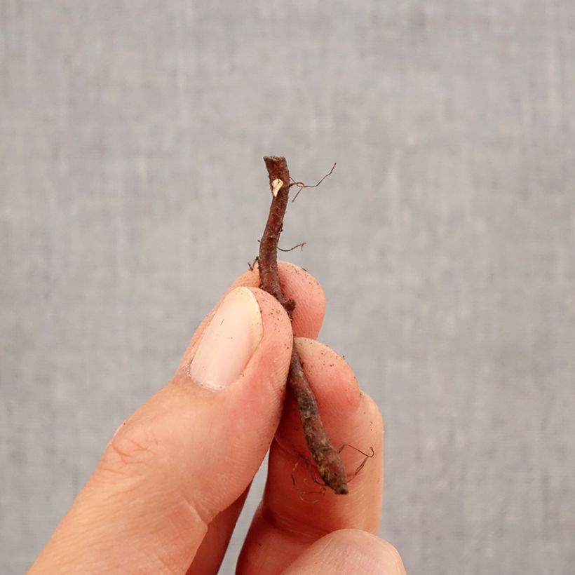 Anemone nemorosa Westwell Pink Bulb size I sample as delivered in autumn