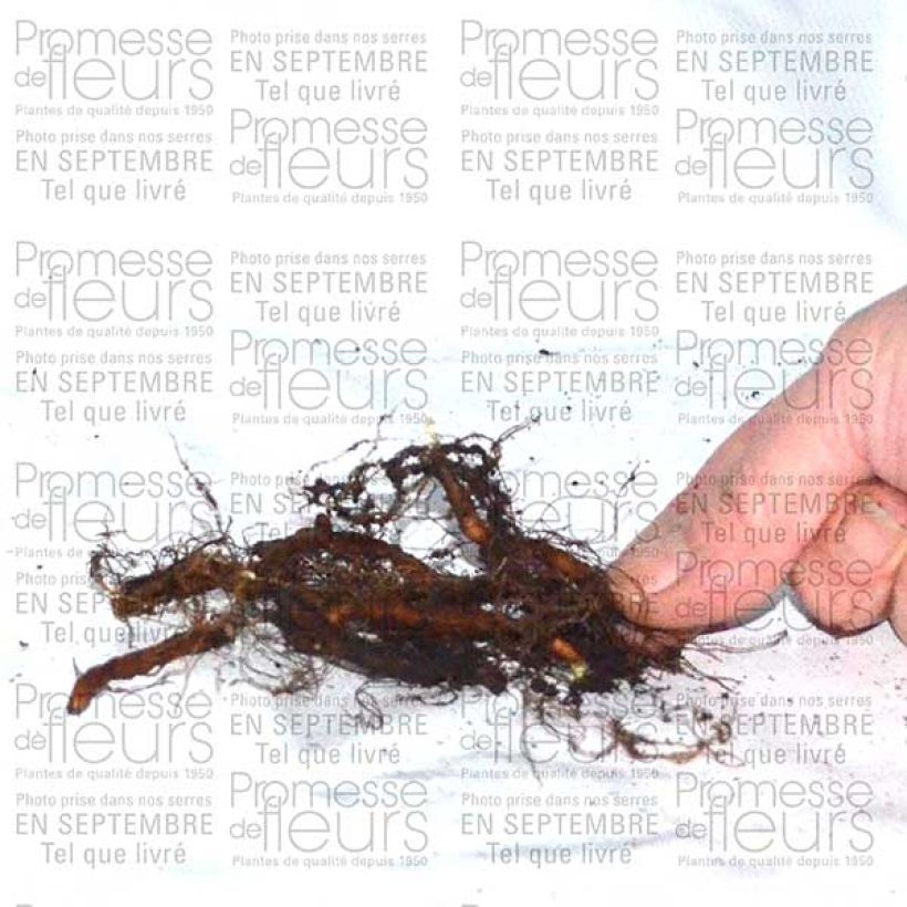 Example of Anemone ranunculoides Bulb size I specimen as delivered