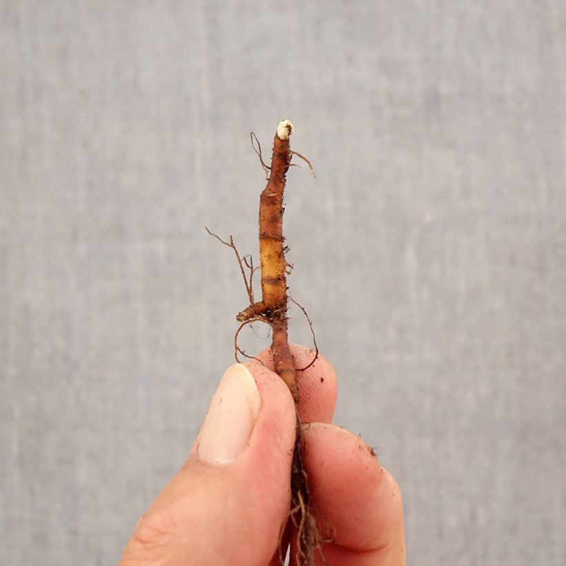 Anemone ranunculoides Bulb size I sample as delivered in autumn