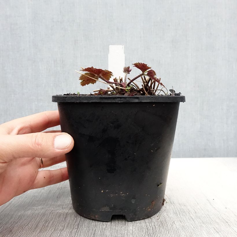 Anemone Ruffled Swan - Japanese Anemone 2L/3L pot sample as delivered in spring