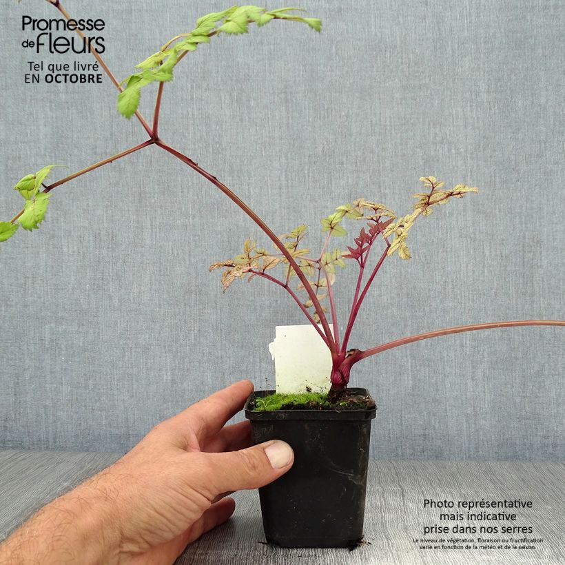 Angelica sylvestris Vicars Mead 8/9 cm pot sample as delivered in autumn