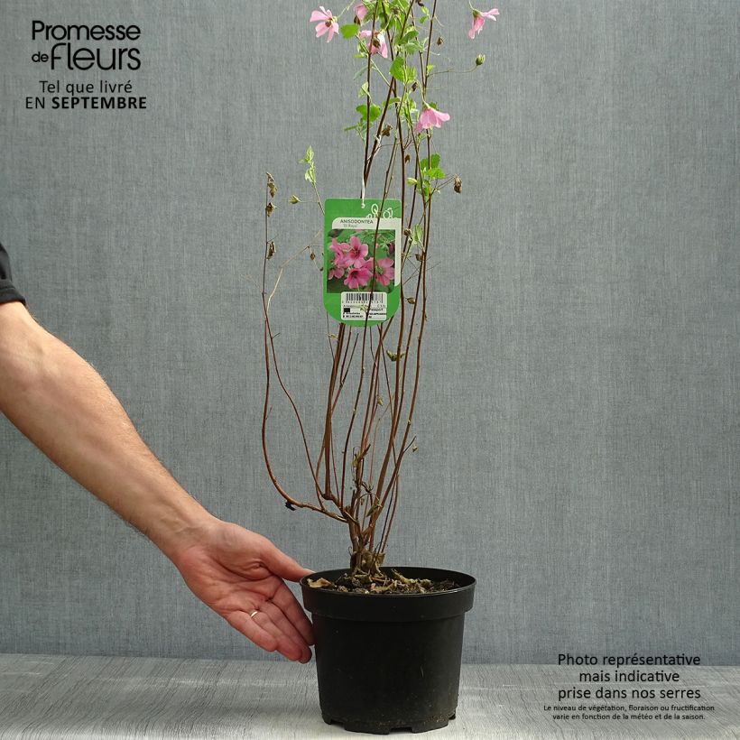 Anisodontea capensis El Rayo 1.5L/2L pot sample as delivered in autumn