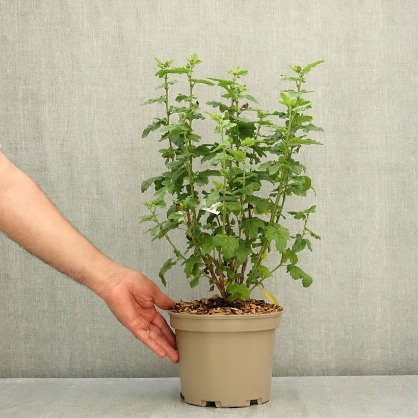 Anisodontea Cotton Candy Pink - Cape mallow 3L/4L pot sample as delivered in summer