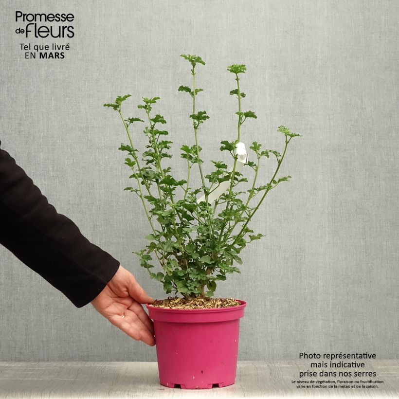 Anisodontea capensis Cristal rose 3L/4L pot sample as delivered in spring