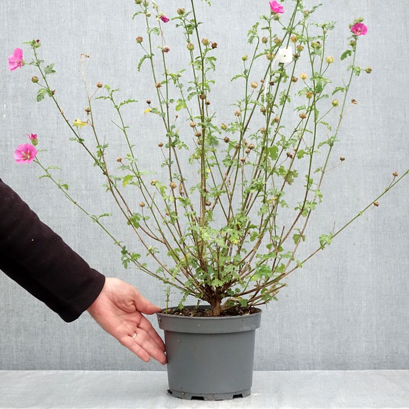 Anisodontea scabrosa Large Red - Cape mallow 3L/4L pot sample as delivered in autumn