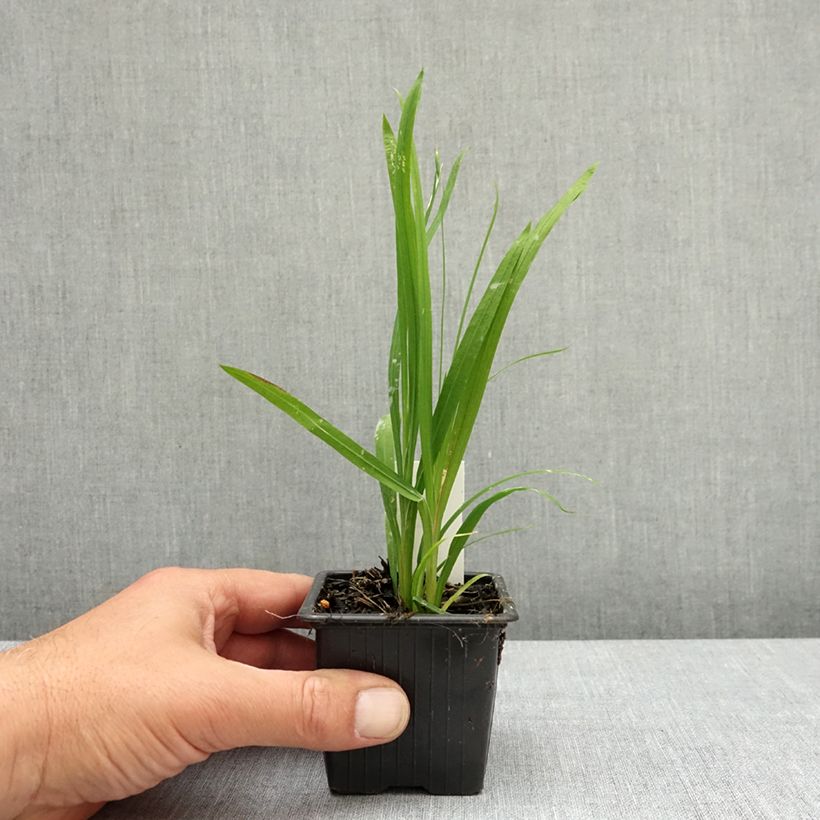 Anomatheca laxa - False Freesia 8/9 cm pot size I sample as delivered in spring