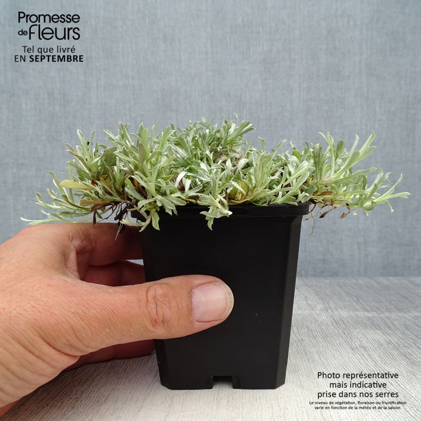 Antennaria dioica Rubra - Mountain Everlasting 8/9 cm pot sample as delivered in autumn