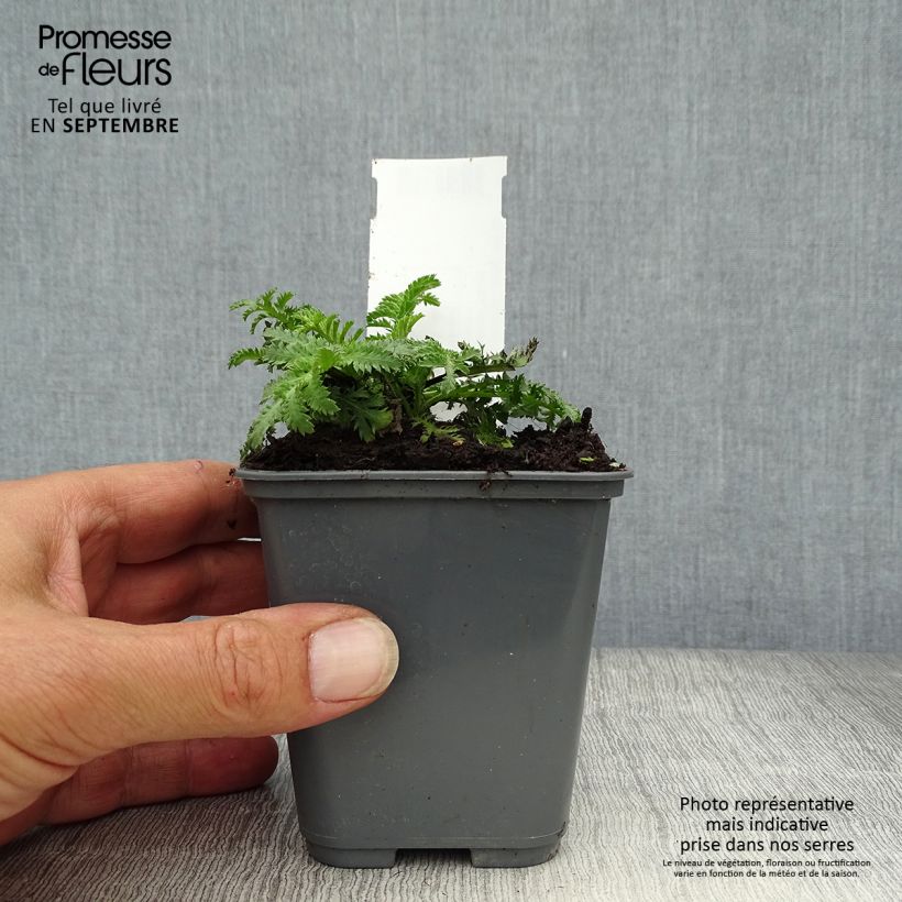 Anthemis sancti-johannis 7/8 cm pot sample as delivered in autumn