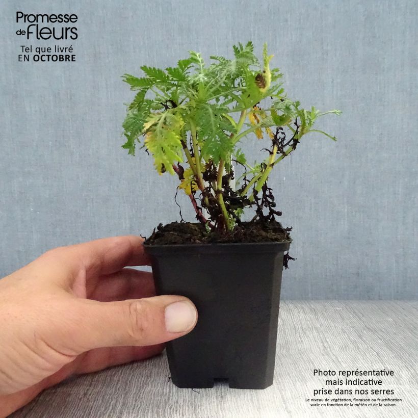 Anthemis tinctoria E.C. Buxton - Marguerite 8/9 cm pot sample as delivered in autumn