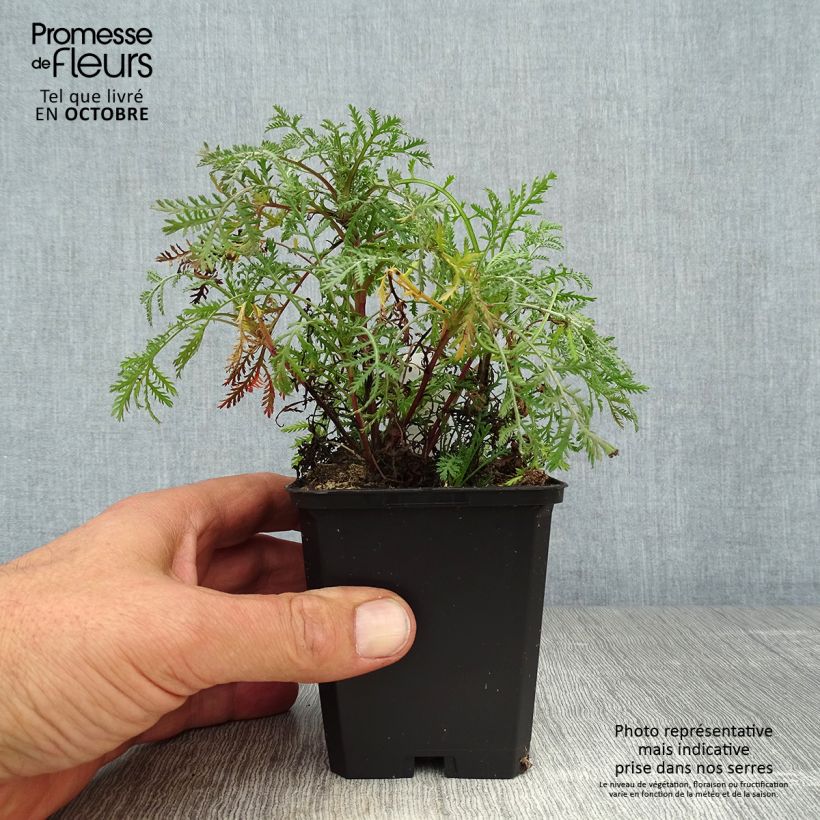 Anthemis tinctoria Kelwayi - Marguerite 8/9 cm pot sample as delivered in autumn