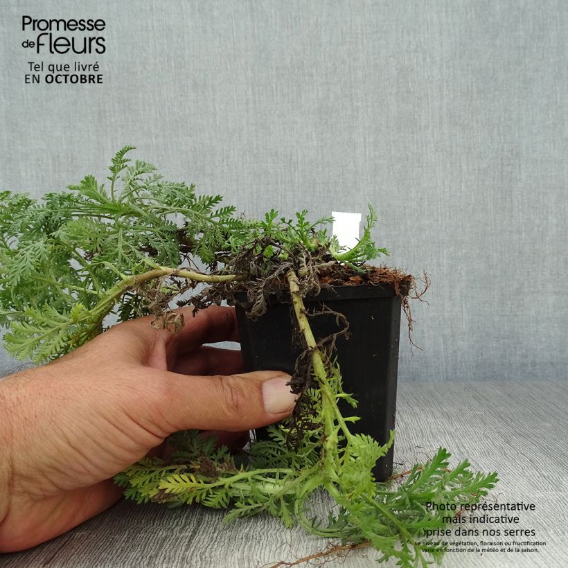 Anthemis tinctoria Sauce Hollandaise - Marguerite 8/9 cm pot sample as delivered in autumn