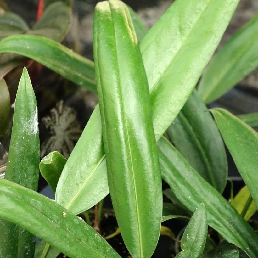 Anthurium bakeri - Flamingo Flower (Foliage)