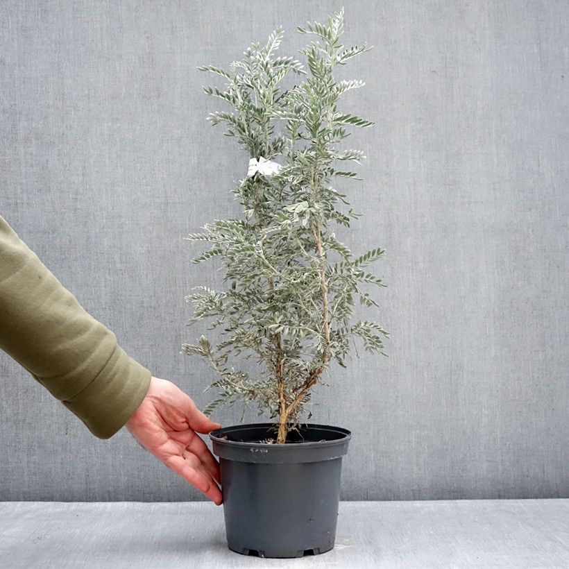 Anthyllis barba-jovis 4L/5L pot sample as delivered in winter