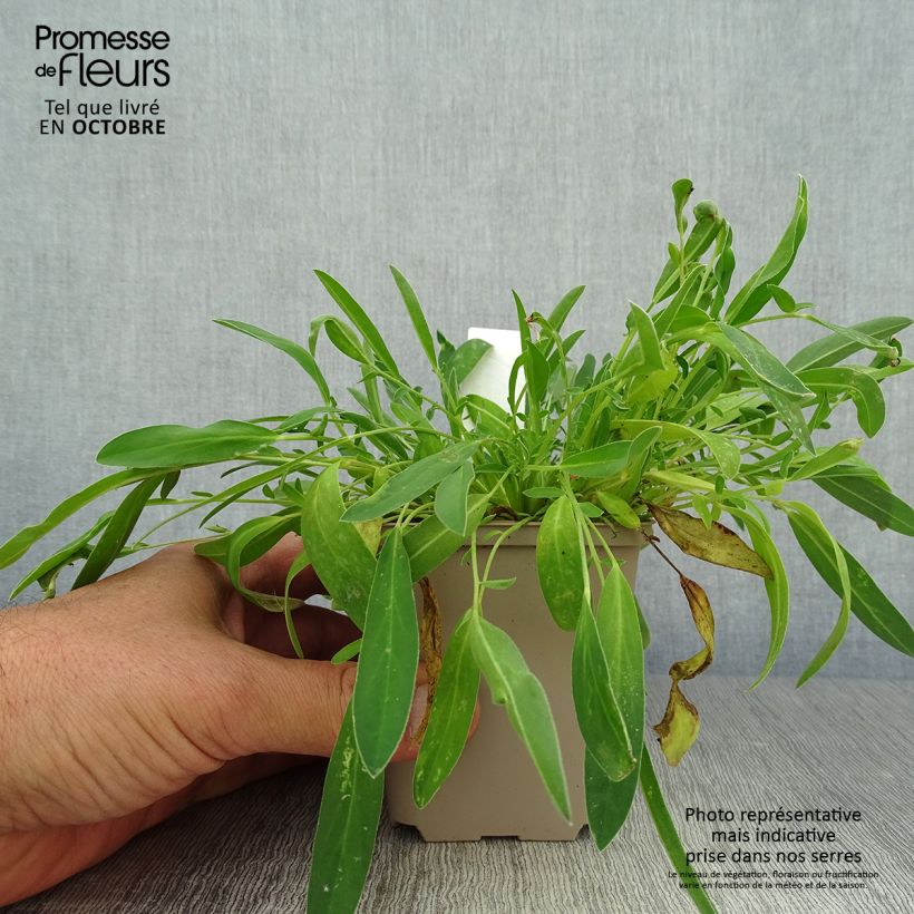 Anthyllis vulneraria 8/9 cm pot sample as delivered in autumn
