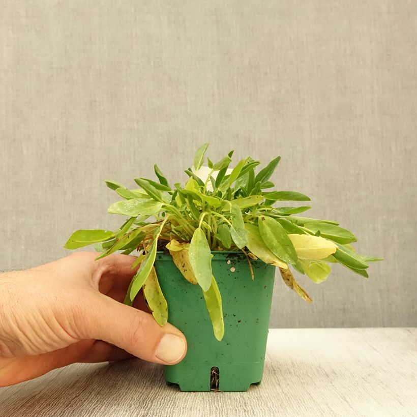 Anthyllis vulneraria var. coccinea 8/9 cm pot sample as delivered in autumn