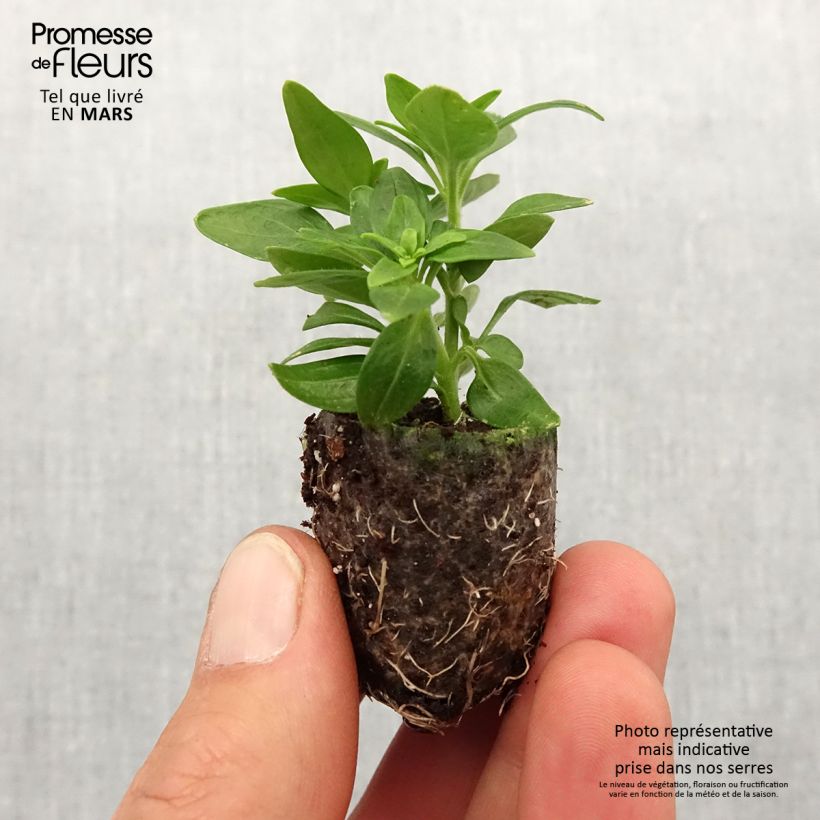 majus Antirrhinum Dazzling Lips Lemon Plug plant 3/4cm sample as delivered in spring