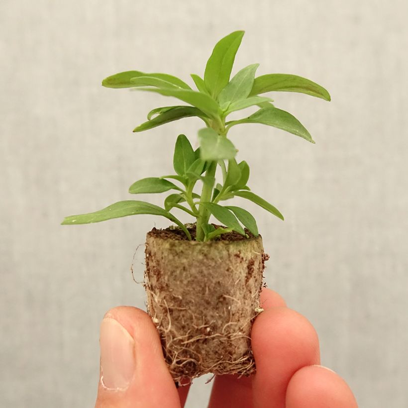 majus Antirrhinum Dazzling Lips Pink Plug plant 3/4cm sample as delivered in spring