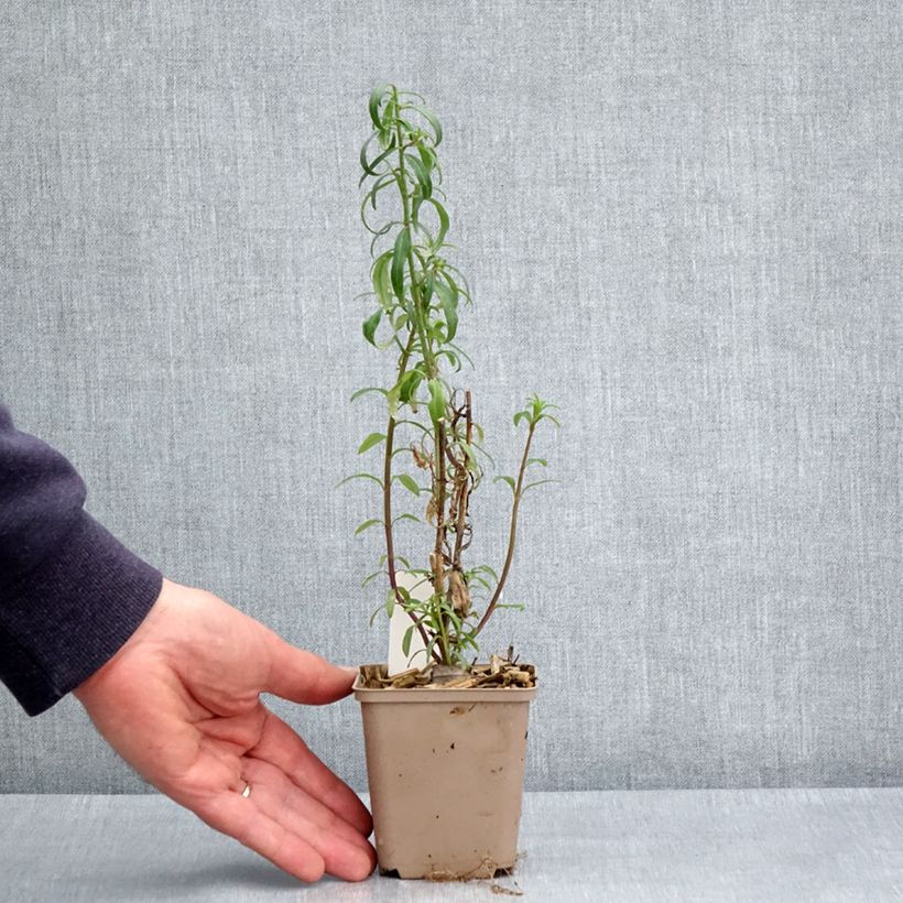 Antirrhinum majus Pretty in Pink 8/9 cm pot sample as delivered in spring