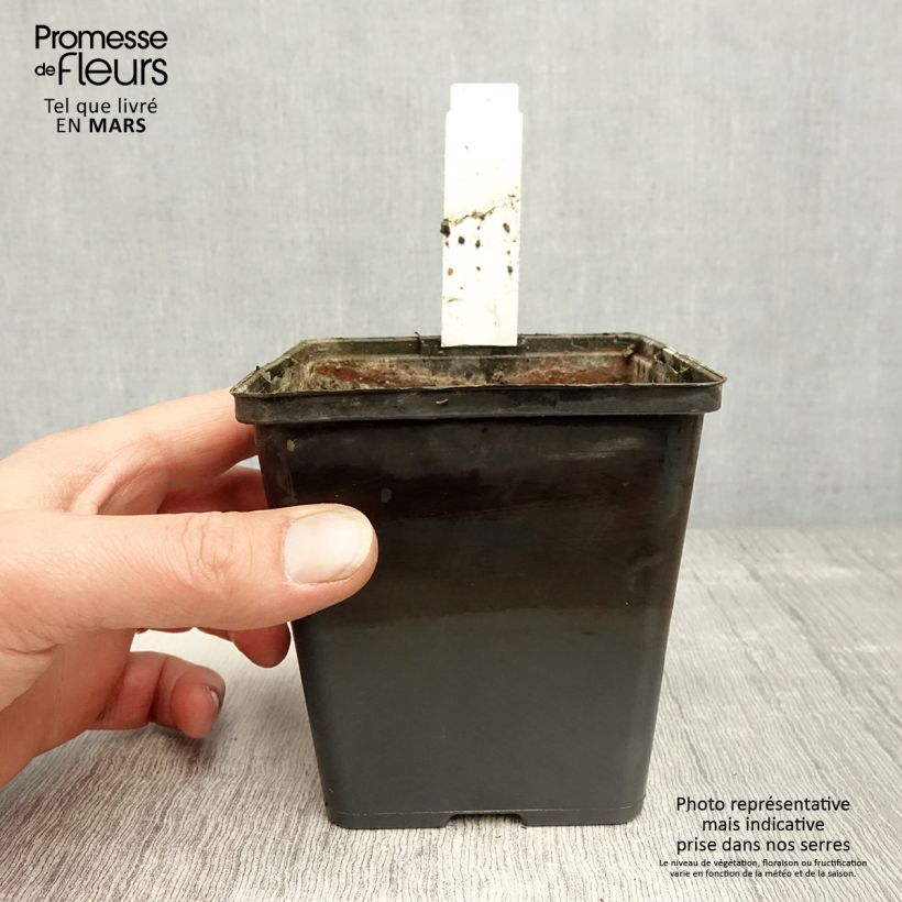 Aponogeton distachyos 8/9 cm pot sample as delivered in spring