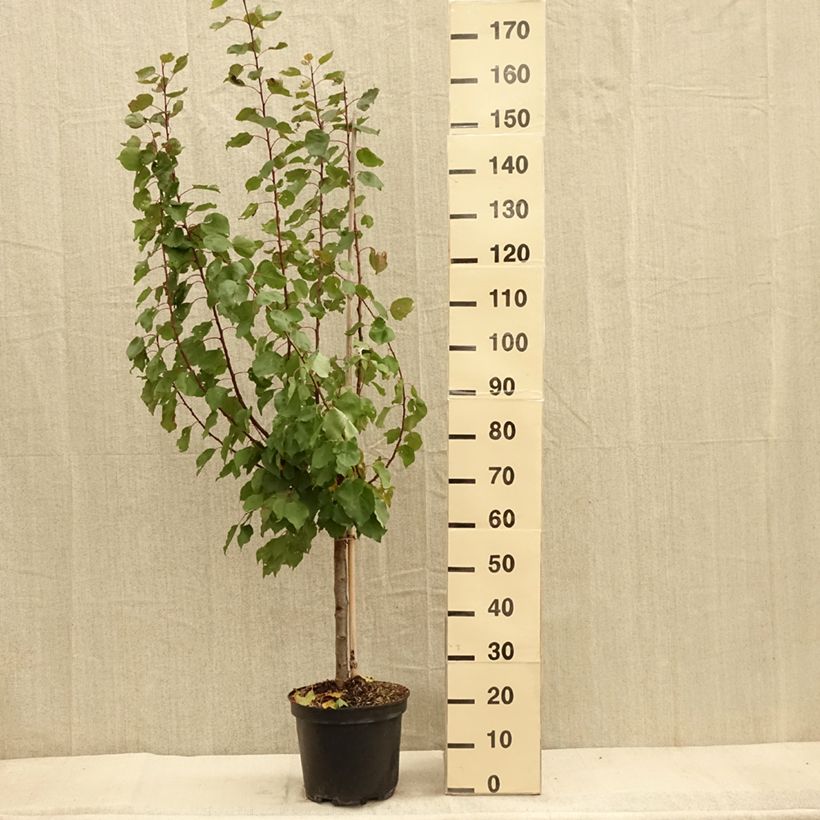 Aprium Cot'n Candy 7.5L/10L pot, Goblet sample as delivered in autumn