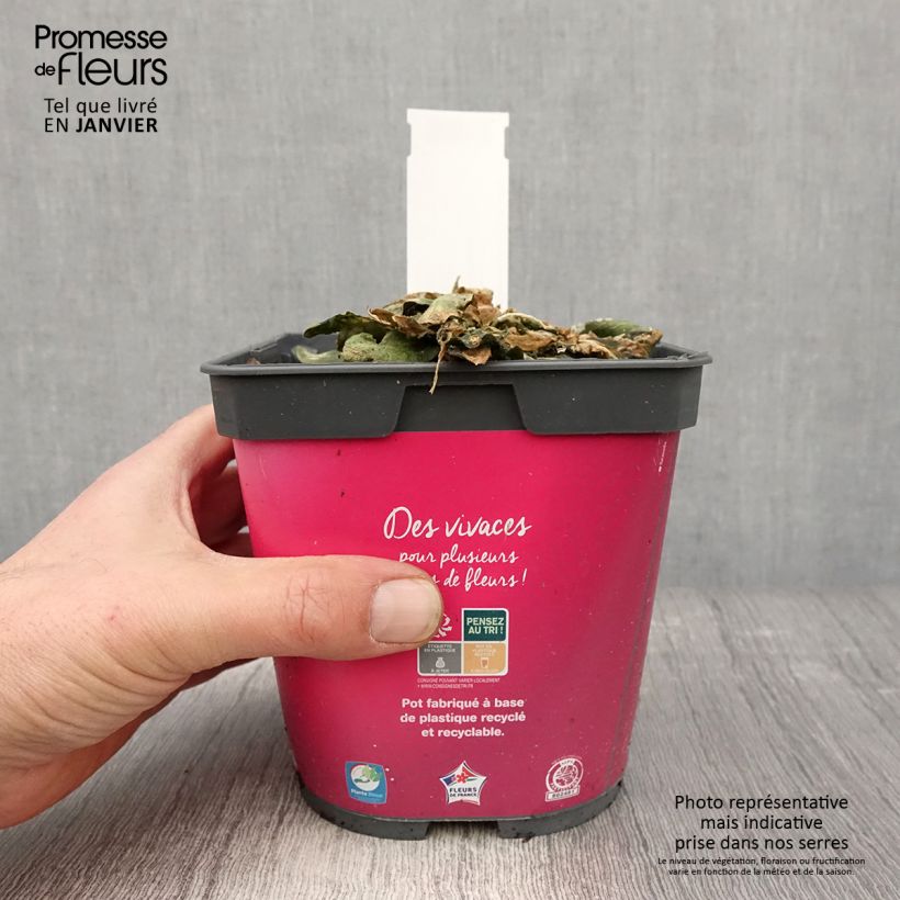 Arabis blepharophylla 2L/3L pot sample as delivered in winter