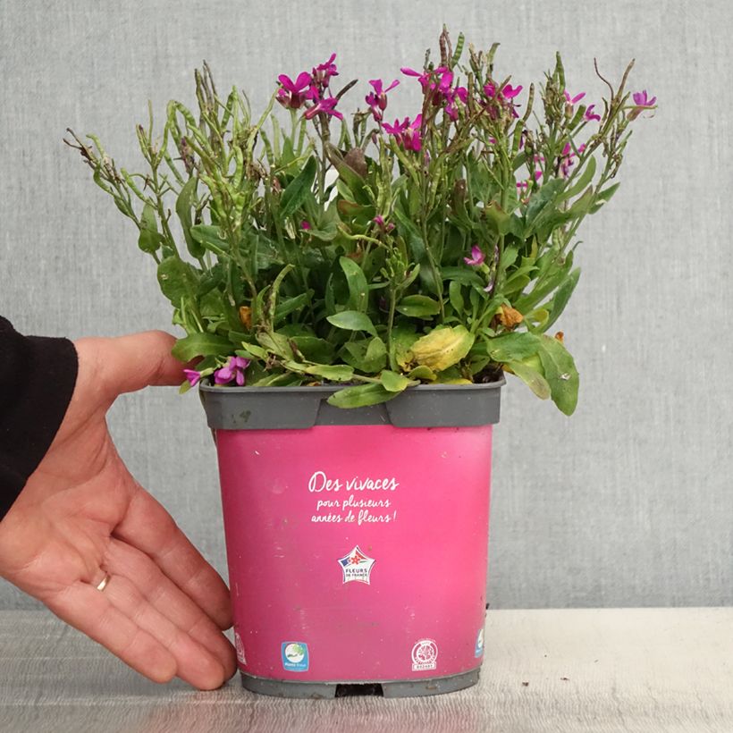 Arabis blepharophylla 2L/3L pot sample as delivered in spring