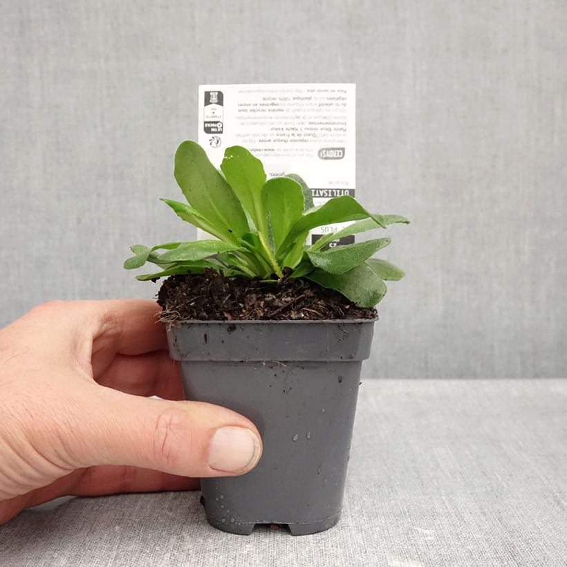 Arabis blepharophylla Rose Delight 7/8 cm pot sample as delivered in autumn