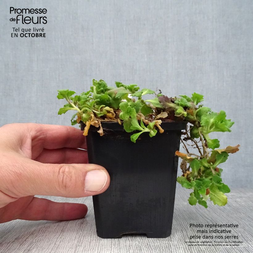 Arabis alpina subsp. caucasica Pinkie 8/9 cm pot sample as delivered in autumn