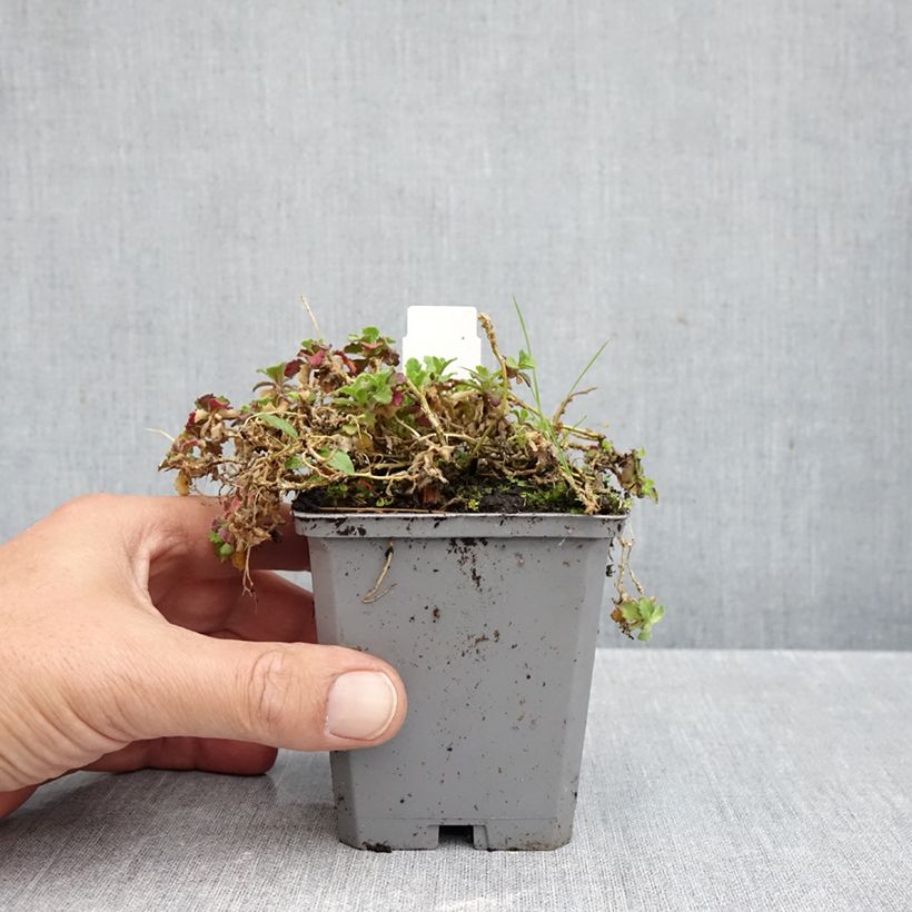 Arabis alpina subsp. caucasica Rosea 8/9 cm pot sample as delivered in autumn