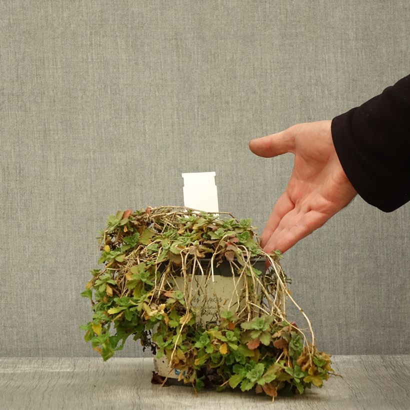 Arabis caucasica Alabaster 2L/3L pot sample as delivered in autumn