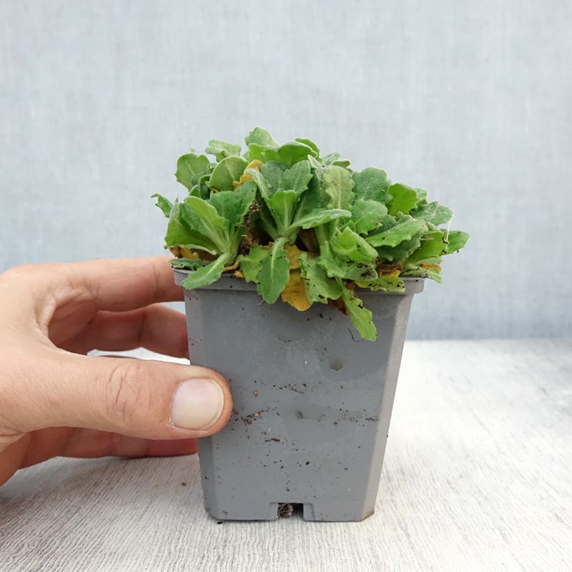 Arabis alpina subsp. caucasica Plena 7/8 cm pot sample as delivered in autumn