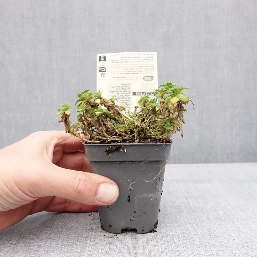 Arabis alpina subsp. caucasica Snowball 8/9 cm pot sample as delivered in winter