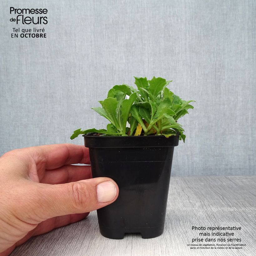 Arabis alpina subsp. caucasica Snowcap 8/9 cm pot sample as delivered in autumn