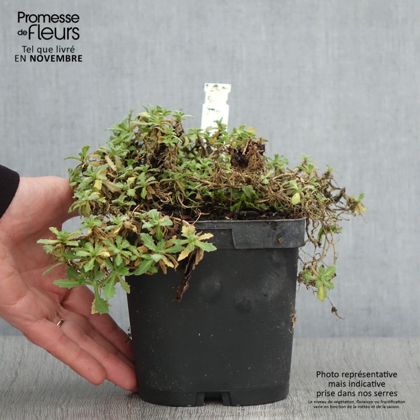 Arabis alpina subsp. caucasica Snowcap 2L/3L pot sample as delivered in autumn