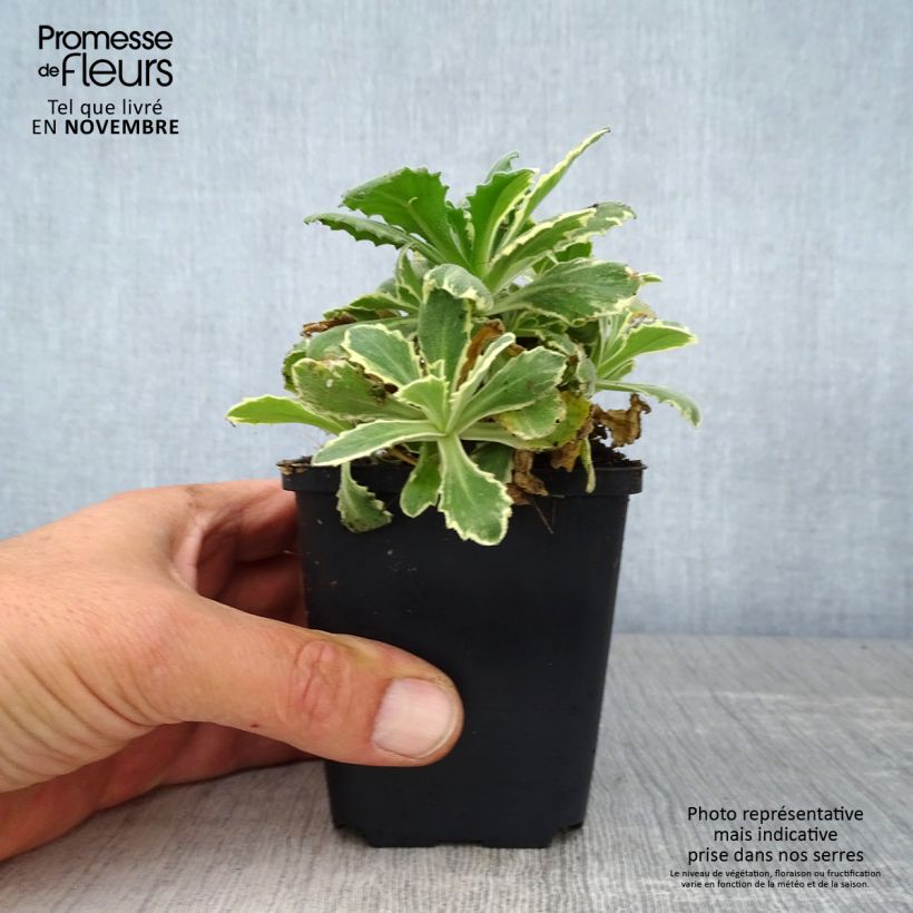 Arabis alpina subsp. caucasica Variegata 8/9 cm pot sample as delivered in autumn