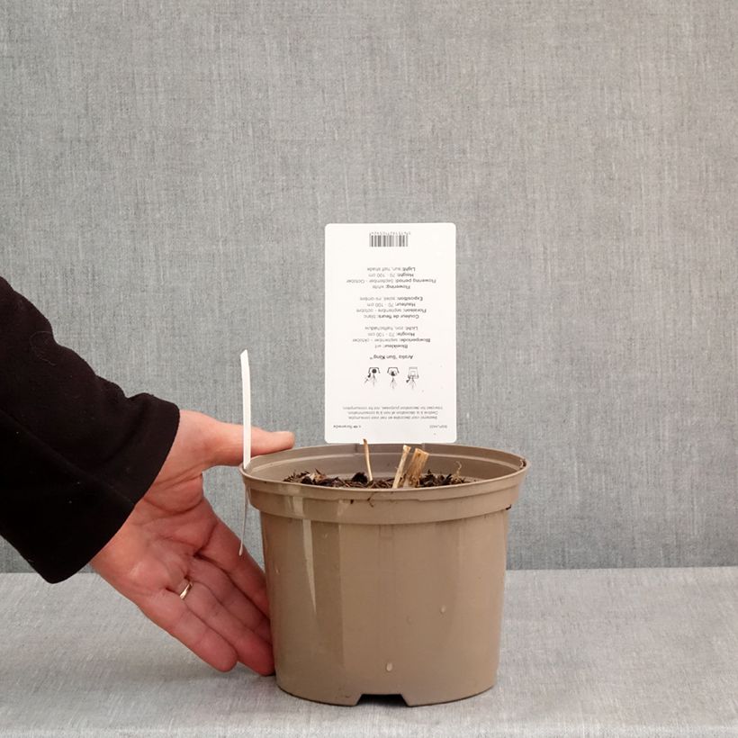 Aralia cordata Sun King 2L/3L pot sample as delivered in spring