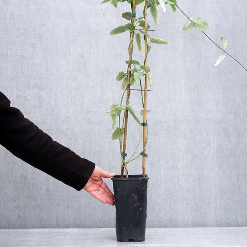 Araujia sericifera  2L/3L pot sample as delivered in winter